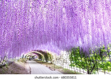 Wisteria Tunnel At Kawachi Fuji Garden (Fukuoka, Japan), Focused On Foreground