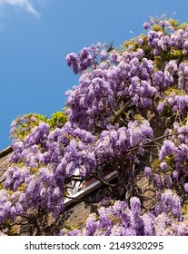 Wisteria vine with stunning purple flowering blooms, photographed in Kensington London UK on a sunny day.