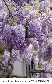 Wisteria vine with stunning purple flowering blooms, photographed in Kensington London UK on a sunny spring day.