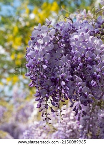 Wisteria vine with stunning purple flowering blooms, photographed in Kensington London UK on a sunny day. Laburnum tree with yellow blooms behind.