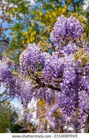 Wisteria vine with stunning purple flowering blooms, photographed in Kensington London UK on a sunny day. Laburnum tree with yellow blooms behind.