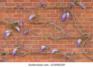 Wisteria vines, training a climbing plant or tree on a house wall in spring, UK, with wire rope for support.
