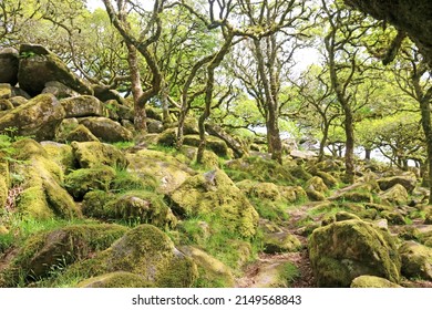 	
Wistmans Wood In Dartmoor, Devon	