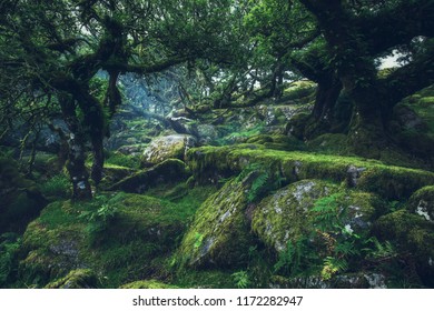 Wistmans Wood Dartmoor Devon England Uk 