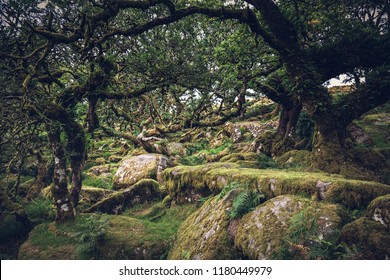 Wistmans Wood Dartmoor Devon England Uk 