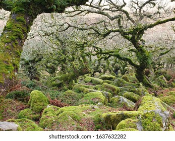 Wistmans Wood, Dartmoor, Devon, England