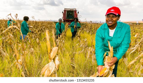 Witbank, South Africa - May 26 2016: Commercial Maize Farming In Africa