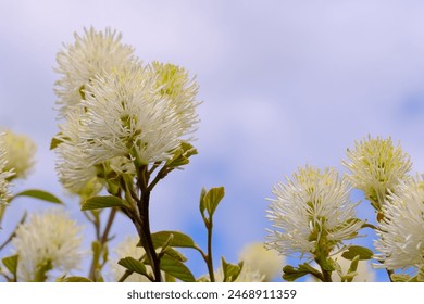 Witch Alder (Dwarf Fotchergilla) flowers against the sky