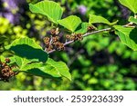 Witch hazel blooms in late spring. American witch hazel flowers on one branch.