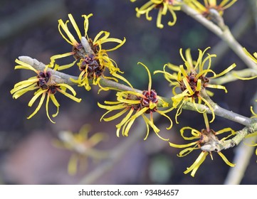 Witch Hazel Branch