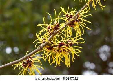 Witch Hazel Flowers