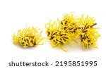 Witch hazel flowers  isolated on white background