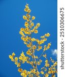 Witch hazel in full bloom and the blue spring sky