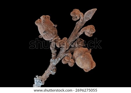 Witch hazel (Hamamelis), close up view
