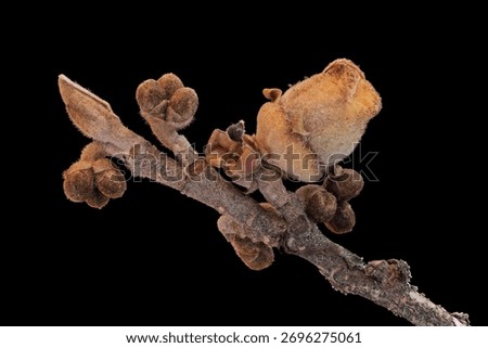 Witch hazel (Hamamelis), close up view