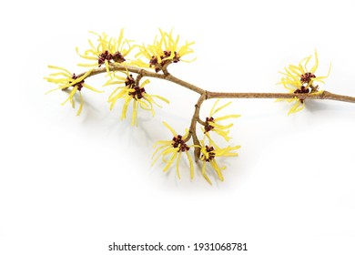 Blumen mit Hexenhaarigen (Hamamelis), medizinische Pflanze für die Hautpflege, Naturkosmetik und Alternativmedizin einzeln auf weißem Hintergrund, Kopienraum, selektiver Fokus