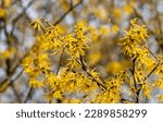 The witch hazel (Hamamelis virginiana) bush blooms with yellow flowers very early in the spring. Other names - Beadwood, American witch hazel, common witch hazel.