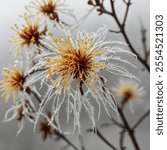 
Witch Hazel Outline: A natural skincare ingredient known for its soothing, anti-inflammatory properties, often used in toners, cleansers, and treatments for skin irritation and acne.