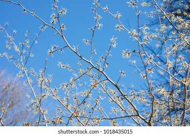 
Witch hazel tree blooms in the spring. Hamamelis mollis
