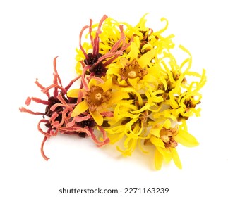 Witch hazel and wintersweet flowers isolated on white background