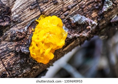 173 Golden witches butter Images, Stock Photos & Vectors | Shutterstock