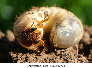 Witchetty Grub Dug Up From Ground