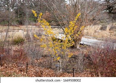 Witchhazel Blooms In The Winter.