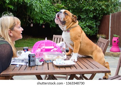 WITHAM, ESSEX, UK - JULY 27, 2013: Leland, A Handsome Young British Bulldog, Having Used A Chair For Access, Climbs Up On The Garden Table, During A Family BBQ In England.
