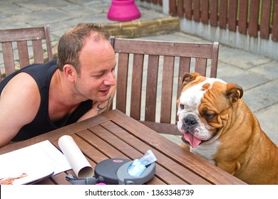 WITHAM, ESSEX, UK - JULY 27, 2013: Leland, A Handsome Young British Bulldog, Having Used A Chair For Access, Climbs Up On The Garden Table, During A Family BBQ In England.
