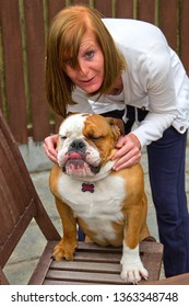 WITHAM, ESSEX, UK - JULY 27, 2013: Leland, A Handsome Young British Bulldog, Is Petted By His Owner While He Sits On A Garden Chair During A Family BBQ In England.
