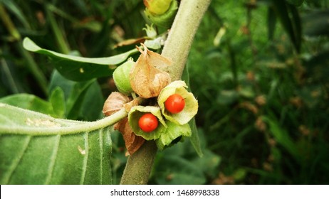 Withania somnifera, commonly known as Ashwagandha (winter cherry), is an important medicinal plant that has been used in Ayurved