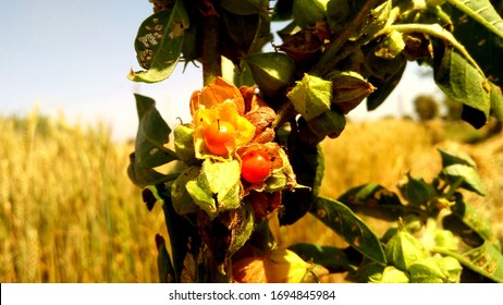 Withania somnifera, known commonly as ashwagandha, Indian ginseng, poison gooseberry, or winter cherry, is a plant in the Solanaceae or nightshade family