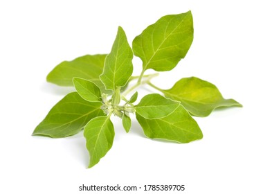 Withania somnifera, known commonly as ashwagandha, Indian ginseng, poison gooseberry, or winter cherry. Isolated on white background