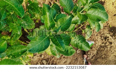 Withania somnifera plant known as Ashwagandha. Indian ginseng herbs, poison gooseberry, or winter cherry green leaves. Ashwagandha Benefits For weight, stress and healthcare