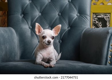 Withe Purebred Chihuahua Dog With Amazing Smile To Its Muzzle Lay Down To Rest On A Turquoise Armchair At The Living Room And Looks Straight To The Photo Camera Posing Attentively. Chilling Evening. 