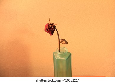 wither rose 