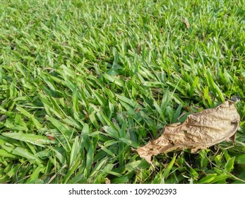 withere leaf on the bottom right on green grass of the picture was bright because of sunlight.
space for texts and pictures.