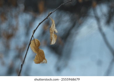 Withered Autumn Leaves on Branch Against Blurred Winter Background - Powered by Shutterstock