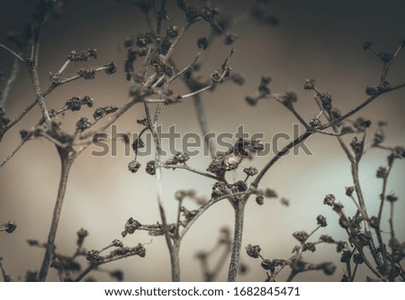 Similar – Image, Stock Photo nature Nature Plant Garden