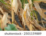 Withered corn on dry stalks highlighting drought impact and agricultural challenges during the summer growing season