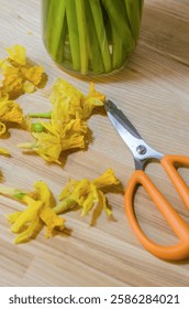 Withered daffodils and orange-handled scissors on a wooden surface in the light. High quality photo