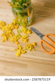 Withered daffodils and orange-handled scissors on a wooden surface in the light. High quality photo