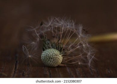 Naked Dandelion Images Stock Photos Vectors Shutterstock