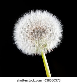 Withered Dandelion Isolated On Black.