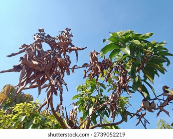 A withered and dead mango tree branch caused by longhorn beetle (stem borer) infestation, showing severe damage to the orchard's productivity.