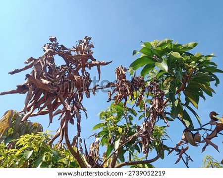 A withered and dead mango tree branch caused by longhorn beetle (stem borer) infestation, showing severe damage to the orchard's productivity.