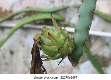 Withered Dragon Fruit Flower In The Morning