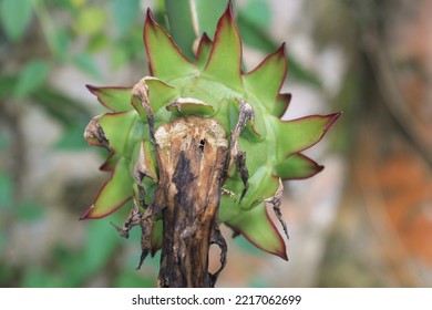 Withered Dragon Fruit Flower In The Morning