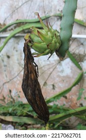 Withered Dragon Fruit Flower In The Morning