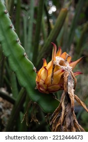 Withered Dragon Fruit On The Tree